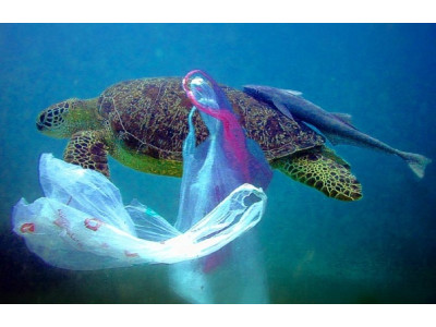 Пластикова катастрофа: як ваші сумки, пляшки та миття посуду забруднюють океани
